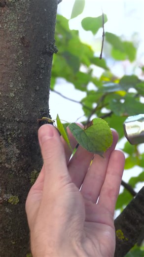 5-Minute Green on Instagram: "Ever wondered how new plant varieties are born? 🌱 #plants #gardenlife #garden #nature #ecoliving"