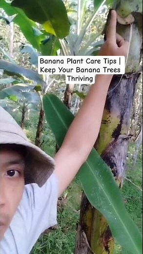 Banana Plant Care Tips | Keep Your Banana Trees Thriving #banana #garden