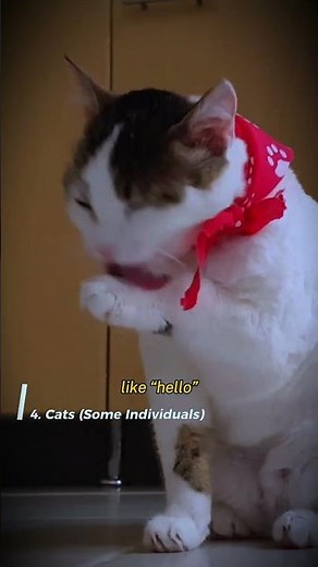 Top 5 Animals That Can Mimic the Human Voice‼️ #talkinganimals #viralanimals #animalfacts