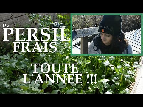 Du PERSIL FRAIS toute l'année au Potager ?! Quand et Comment le semer!