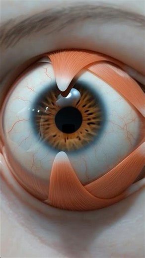 Eye Muscles 3D animation #3dmedico