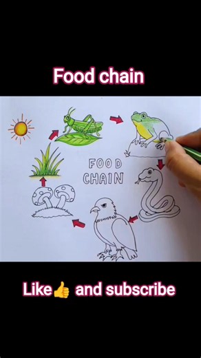 food chain diagram #food chain #drawing #tutorial #biology