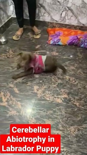 Brain Dysfunction in Puppy ( Cerebellar Abiotrophy)