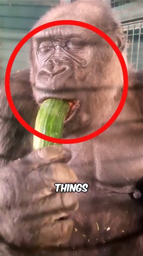 Cucumber Under The MICROSCOPE 😱