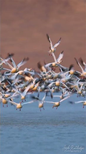 Spring Snow Geese Migration at Freezout Lake #wildlife #nature #birds