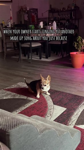 El secreto de la vida de tus mascotas en 2026