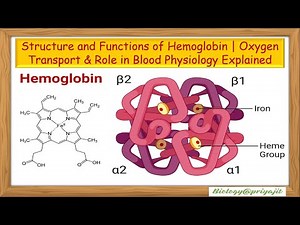 Structure and Functions of Hemoglobin 🩸 Oxygen Transport & Role in Blood Physiology Explained.