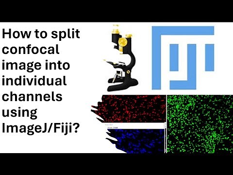 Part-4: How to split confocal image into individual channels using ImageJ/Fiji?