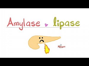 Pancreatic Enzymes - Amylase and Lipase - Pancreatitis - Pancreatic Insufficiency