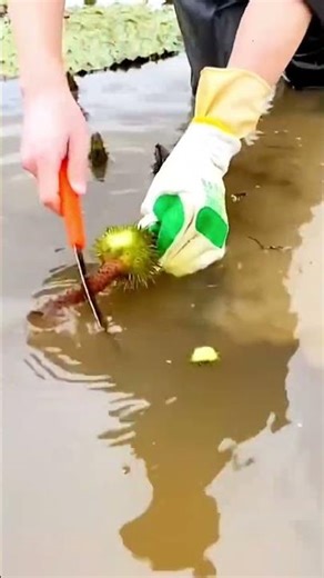 unique way of picking water chestnuts #shorts