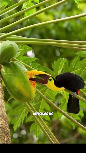 🦜🌈The toucan and the incredible secret behind its huge beak 😱 #didyouknow