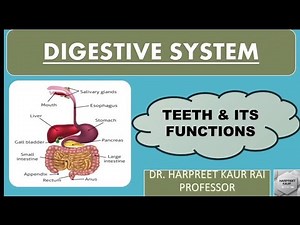 DIGESTIVE SYSTEM: TEETH AND ITS FUNCTIONS. NOTES WID EXPLANATION