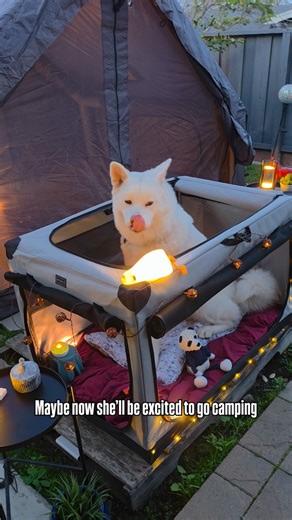 Shion the Akita Inu | Shion got an upgrade today. No more boring bed, she now has a collapsible crate from @petsfit.us ! It’s so easy to set up. It’s large and... | Instagram