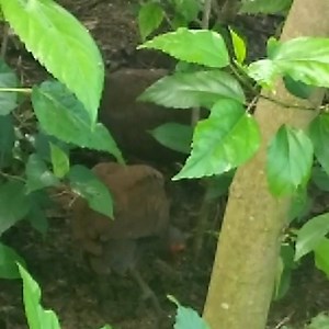 Tabon or the Philippine Megapode is a beach forest and small island specialist bird with unique breeding behavior. The name "tabon" means to cover and refers to the bird making nesting mounds of beach sands to bury its egg - same principle with sea turtles. When birds are not harmed and they feel safe, they freely roam along beach forests and small islands scratching for food among leaf litter. Here's a video of a wild and free Tabon (taken from a phone camera) in one of the small islands off Pa