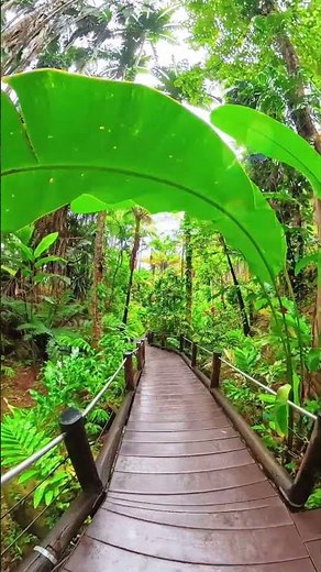 Take a peaceful walk in the Hawai‘i Tropical Botanical Garden! 🌿💧