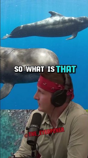 Exploring Exotic Tastes: Trying Pilot Whale Meat from the Faroes Islands | Sonny Side on JRE