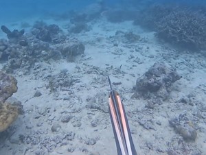 196K views · 2.1K reactions | cuttlefish spearfishing | Fishing Videos | Facebook