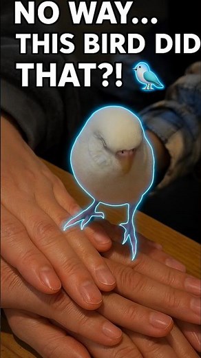 Tiny Bird Joins the Hand Stack Challenge! 🐦✋😂”