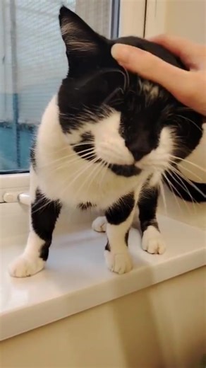 Handsome Lex | Mid-Antrim Animal Sanctuary