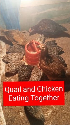 Quail and Chicken Eating Together #Shorts #Quail #Chicken #PoultryLife #BirdFeeding #FarmLife