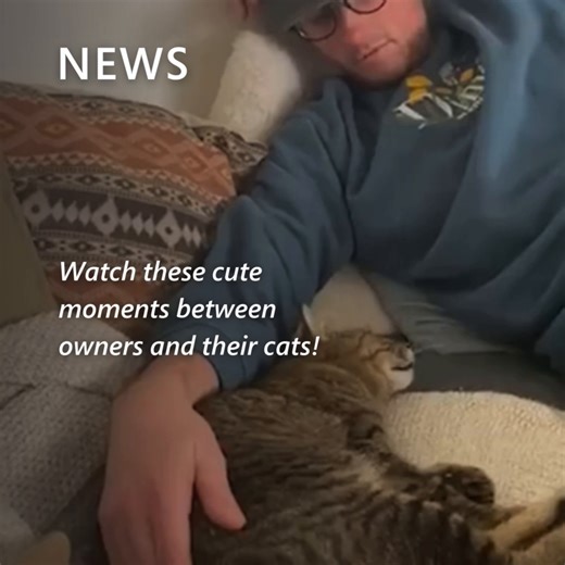 9.4K views · 23 reactions | There’s nothing quite like the comfort of a cat cuddling and purring beside you. Watch as these pet owners share a heartwarming moment with their adorable cats! Watch the full video: https://msft.it/6182mUpbs #CatLovers #CatSnuggles | MSN | Facebook