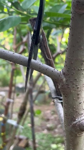 Mastering Air Layering for Bonsai Trees