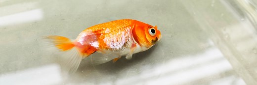 Why did my Goldfish Die? Reasons and Prevention ([year] Guide)