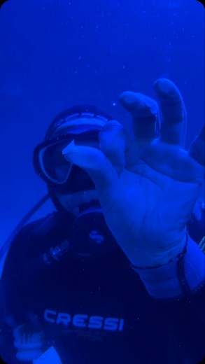 Did you know that sharks can lose up to 20,000 teeth during their lifetime? When you visit Maui Ocean Center there are many things you may sea 🌊 including divers cleaning the tanks and finding sharks teeth! We have 4 variety of Hawaiian sharks 🦈 in our Open Ocean Exhibit (that can be viewed through our tunnel). They all lose up to 1 tooth per week! They are often collected and used in kids activities during events, given to our cultural practitioners to use in their art or craft, and sometimes