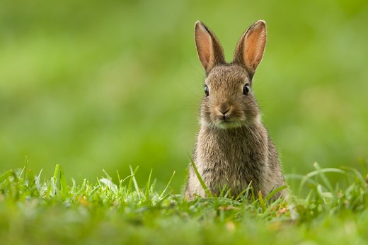 Down the rabbit hole: The fascinating origins of the Easter Bunny revealed