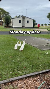 Monday 7pm Update! Day full of clean up! We are busy making Broadwater Beautiful again! Trees, branches and debris from the south end of the park is mostly cleared! Back at it again tomorrow! Reopening Wednesday for existing bookings, new bookings from Thursday! Stay Safe 💙 | Broadwater Tourist Park