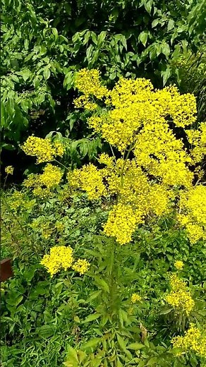 [Seven Autumn Herbs] Ominaeshi (Willow-flowered Lady's Mantle) #shorts #Autumn Flowers #Ominaeshi...