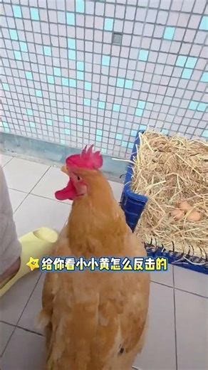 Title (Chinese/English