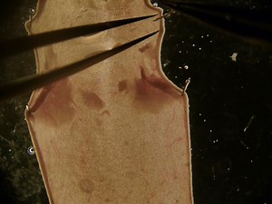 Flat Mount Imaging of Mouse Skin and Its Application to the Analysis of Hair Follicle Patterning and Sensory Axon Morphology