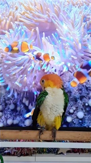 How to go under water with Mooki #shorts #cutepets #birds