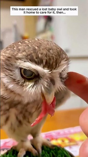 This man rescue a lost baby owl and took it home to care for it, then…