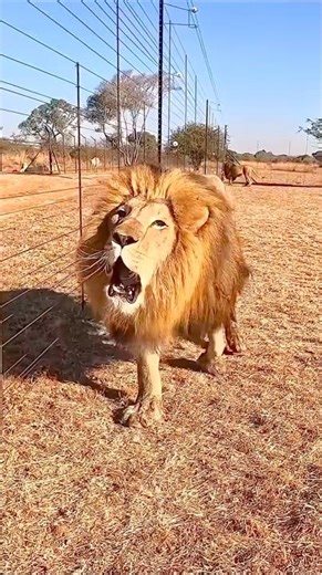 Arhan ke samne aya lion 😱😱#shorts