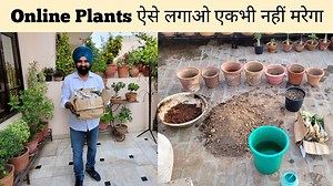 Repotting adenium online nursery plants #shampysgarden #desertrose | Shampy's Garden