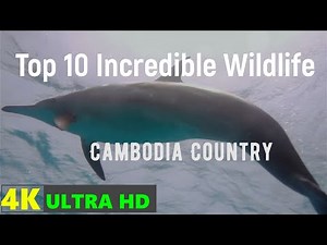 Cambodia's Top 10 Incredible Wildlife