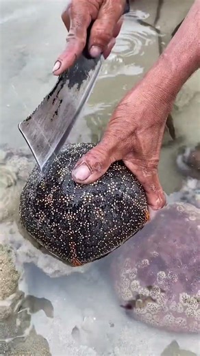 Ever Wondered What’s Inside a Sand Dollar? (Watch This!)