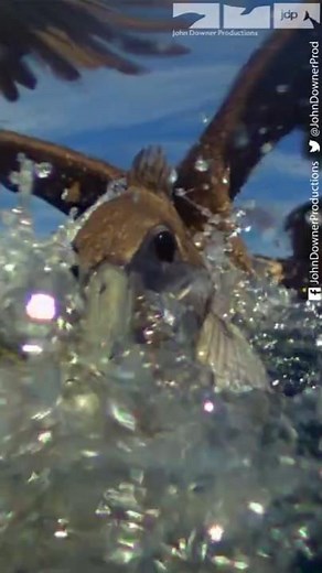 Slow Motion Brown Pelicans Diving For Fish #slowmotion #pelicans #animals