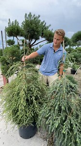 A rare native, the Eastern Hemlock | Gertens