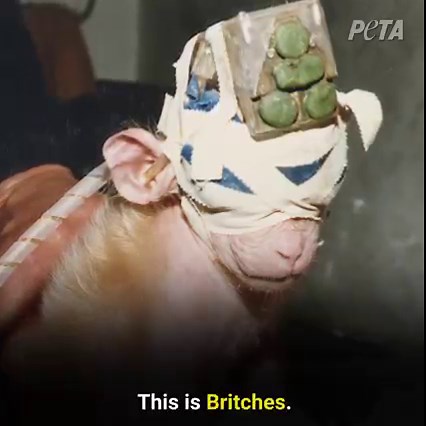 445 reactions · 106 shares |  This is CRUELTY, not science. Animals in laboratories endure unimaginable horrors. Make a gift NOW to PETA’s “Stop Animal Testing” challenge and your support will be MATCHED pound for pound, up to our £250,000 goal! | PETA UK | Facebook