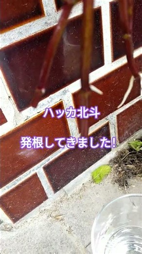 【約１週間】日本ハッカ北斗が発根しました【2026.6.7】