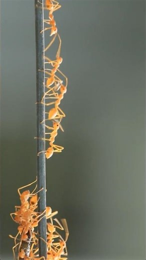 Ants DON'T SLEEP??? #ants #animalfacts #animals #bugs #bugfacts #insects #insectfacts #animalfunfact