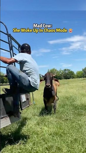 Angry Cow: This Cow Needs Anger Management Classes 😂#CowLife#AnimalComedy#FunnyCow #FarmLife