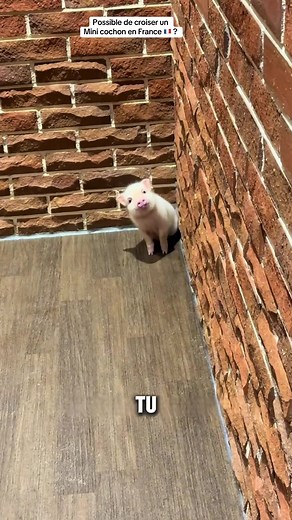Mini-Cochon: Intelligence, Éducation & Adoption