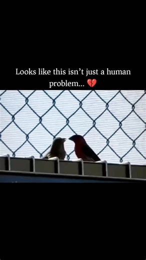 GLOBAL EXPLAINED on Instagram: "Birds are warm-blooded, feathered vertebrates that belong to the class Aves, and they have a long evolutionary history that traces back more than 150 million years to theropod dinosaurs during the Jurassic period. Fossil discoveries such as Archaeopteryx show a clear link between dinosaurs and modern birds, highlighting how features like feathers first evolved for insulation or display before being adapted for flight. Over millions of years, birds diversified and 