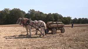 Jeff Ferge of Somerville, Tenn., demonstrates cross-haul logging at the 2020 Brush Creek Plow Day held at the Carrey Burnett farm in Melber, Kentucky. You can tell Jeff has done this just about every day with this team. They make it look easy but its the result of a lot of training and repetition. The full video plus another we shot in Jackson, Tenn., where Jeff was loggin in the woods with this team, are available on our youtube channel, www.youtube.com/ruralheritage | Rural Heritage Magazine