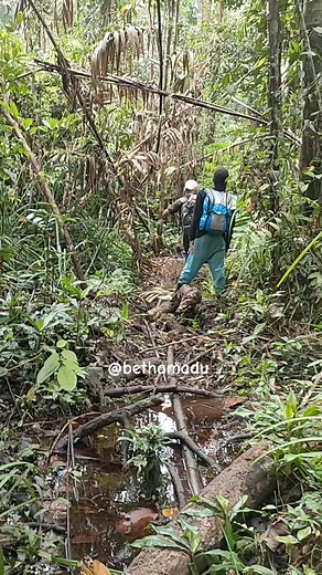 berburu madu liar di hutan rawa berlumpur kabupaten inhil prov riau cukup seruh dan hasilnya sangat memuaskan #rawhoney #fyp