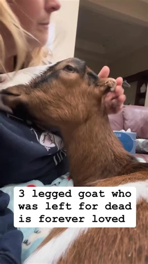 Ellie our 3 legged house goat came to us after a horrible dog attack. Ellie lost most of her leg in the attack, and her family left her to die in their barn. Thankfully a neighbor intervened. Ellie made her way to our rescue that night and we rushed her to UCD where her leg was amputated. I had no idea that this little baby would touch my heart so much. She has been with us for 3.5 years now. Ellie was able to walk on her 3 legs until 6 months ago. Other than not being able to walk, Ellie is doi